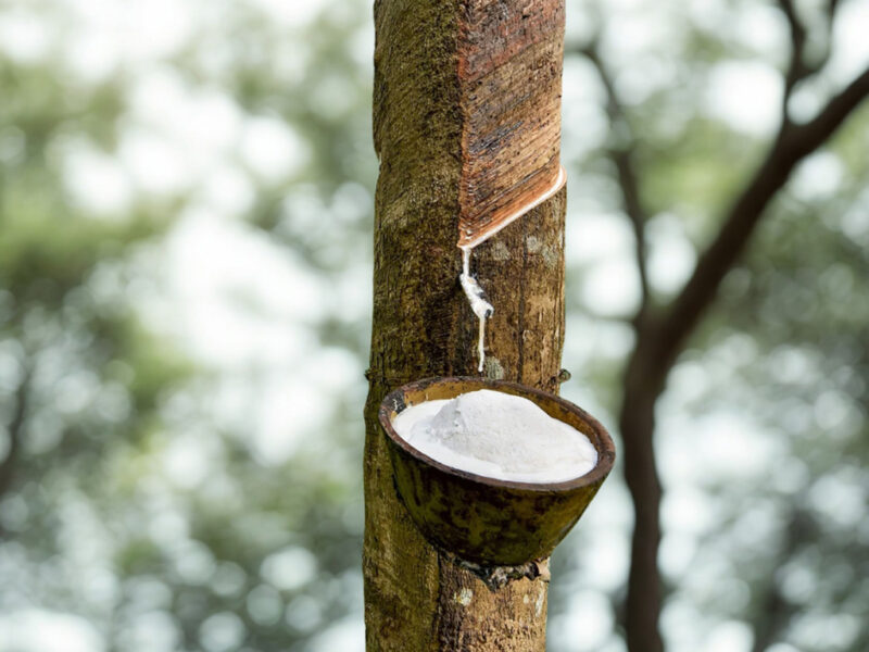 Khai thác mủ cao su từ cây Hevea brasiliensis trong vườn trồng