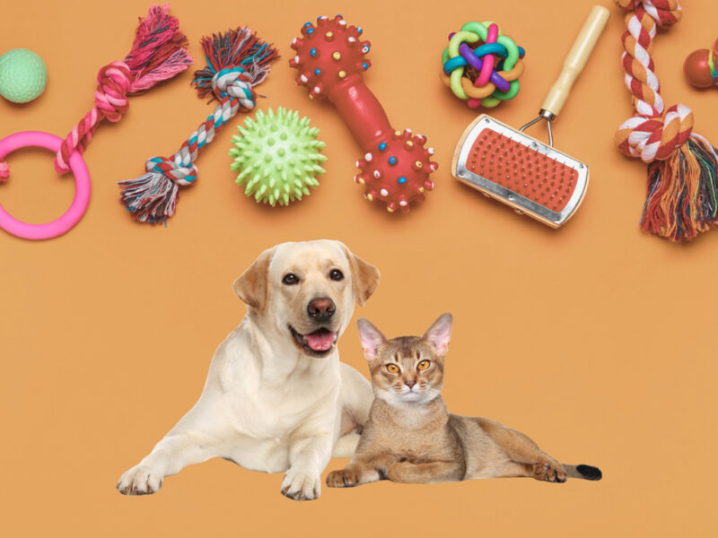 Manufacturing and Contract Manufacturing of Plastic Pet Toys for Dogs and Cats