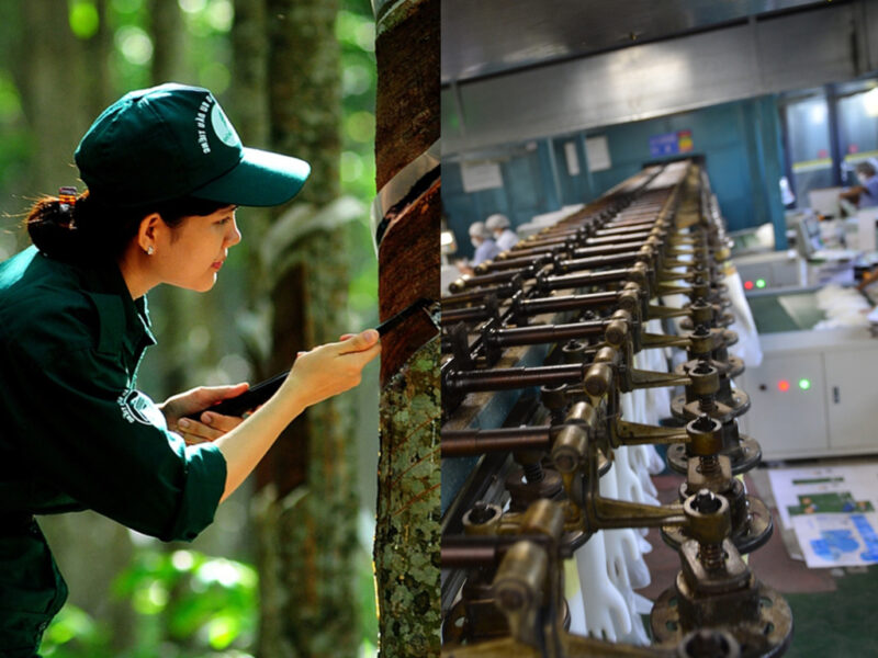 Vietnam’s Rubber Industry and Future Trends